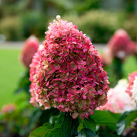 Pluimhortensia Hydrangea Living Pinky Promise Roze - Winterhard - Bloeiende tuinplanten