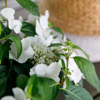 Hortensia Hydrangea hybride Runaway Bride wit - Heesters