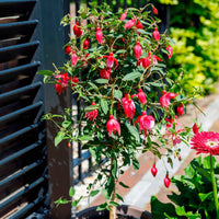 Fuchsia hybride Roze - Balkonplanten