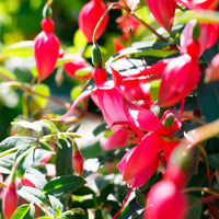 Fuchsia hybride Roze - Kuipplanten