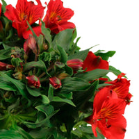 Incalelie Alstroemeria colorita Rood - Winterhard - Diervriendelijke kamerplanten