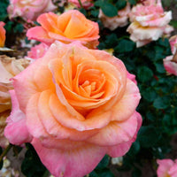 3x Grootbloemige roos Rosa Britannia ® Roze-Geel - Bare rooted - Winterhard - Grootbloemige rozen