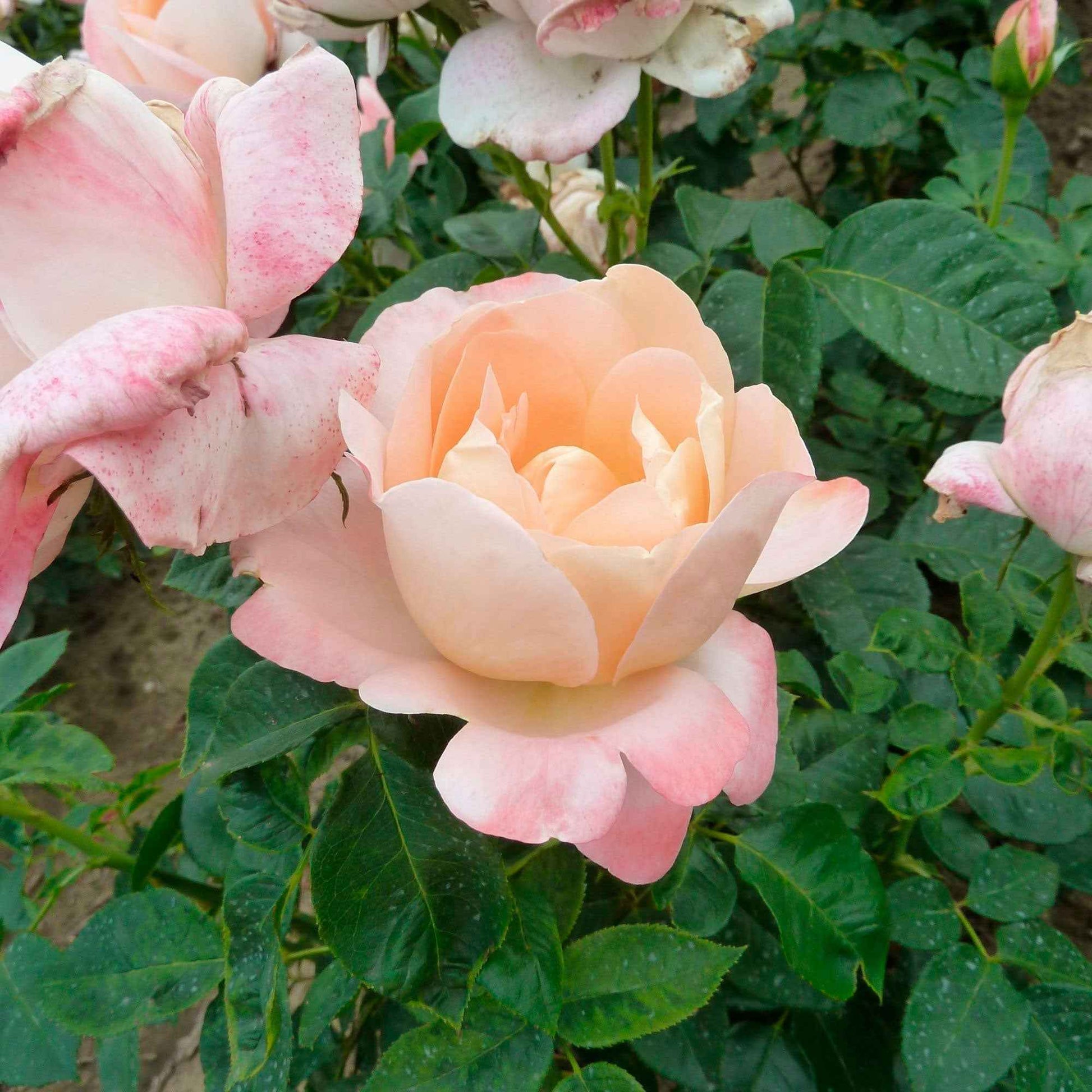 3x Grootbloemige roos Rosa Isabelle Autissier ® Geel-Roze - Bare rooted - Winterhard - Grootbloemige rozen