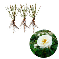 3x Trosroos Rosa Sirius ® Crème-Roze - Bare rooted - Winterhard - Plantsoort