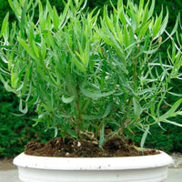 Dragon Artemisia Senior Groen - Bio - Kruiden