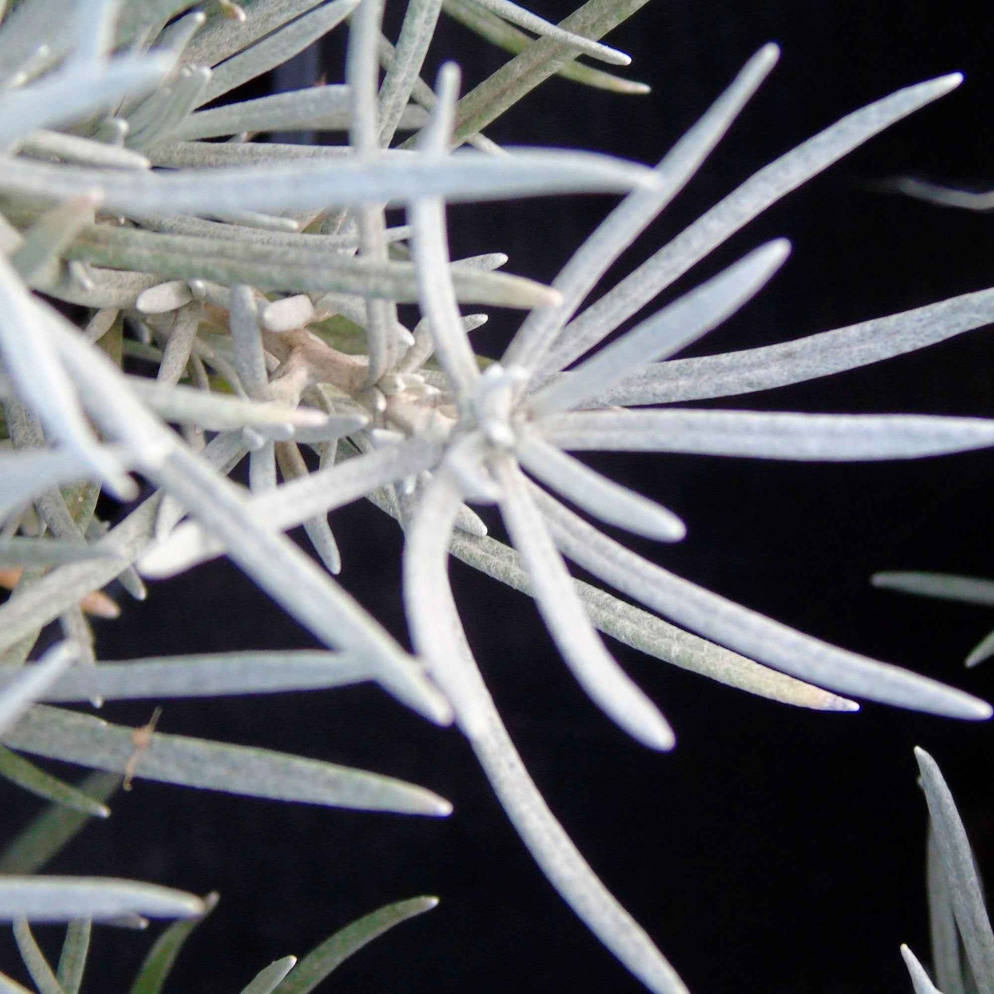Kerrie Helichrysum Grijs - Bio - Nieuw outdoor