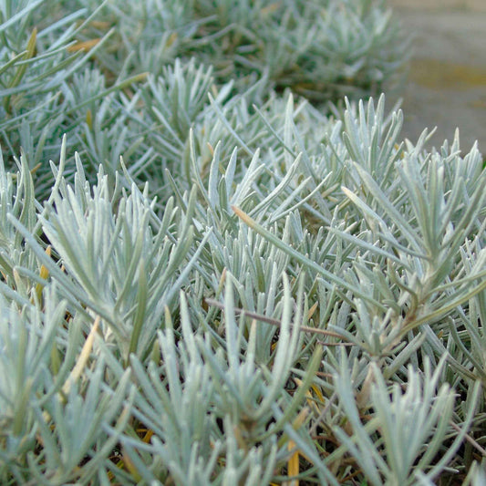Kerrie Helichrysum Grijs - Bio - Kruiden