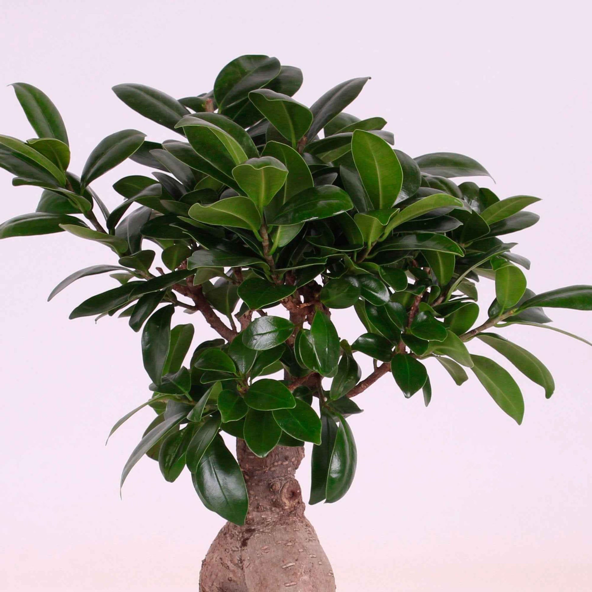 Ficus microcarpa Ginseng incl. sierpot - Huiskamerplanten