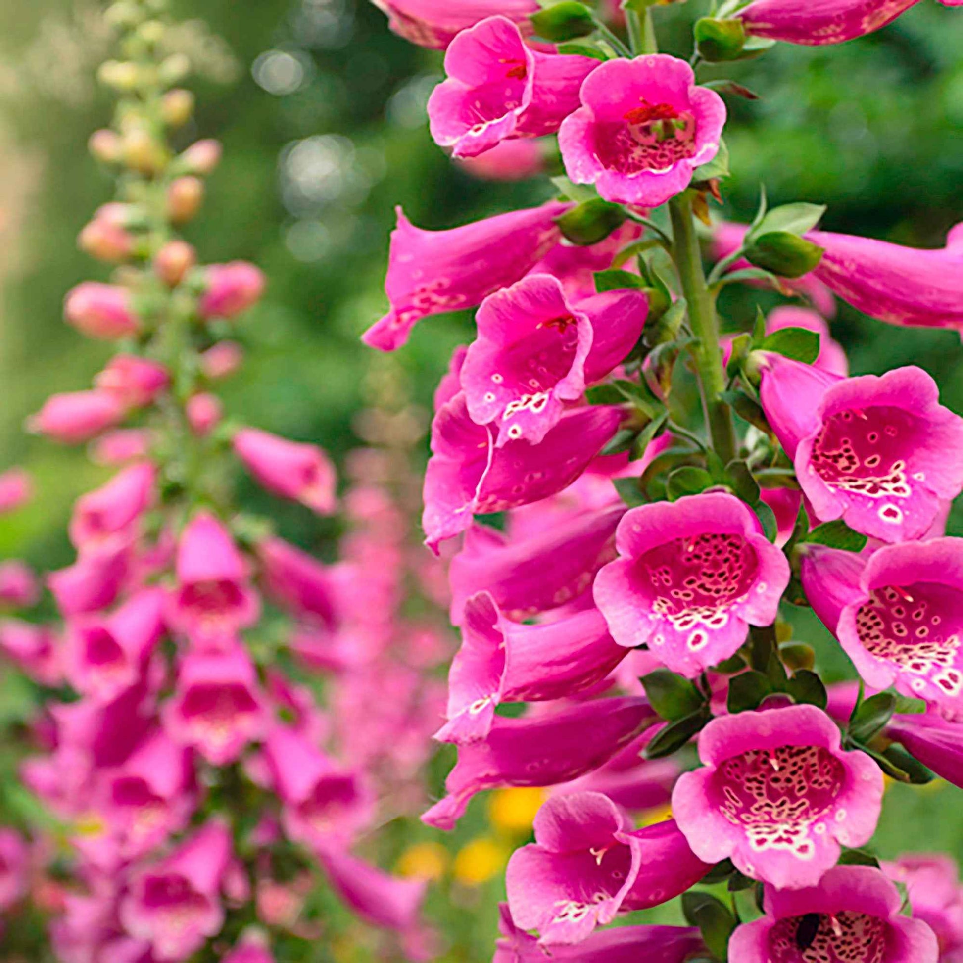Vingerhoedskruid Digitalis Pink Panther Roze - Winterhard - Tuinplanten