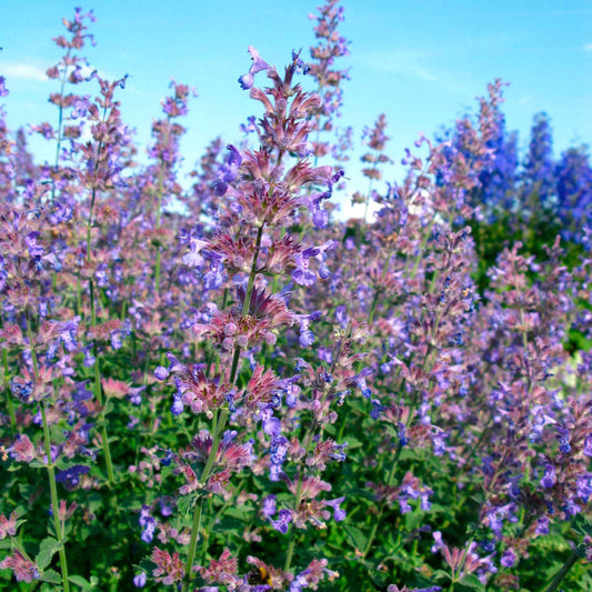 Kattenkruid Nepeta Purrsian Blue Paars-Blauw - Winterhard - Alle vaste tuinplanten