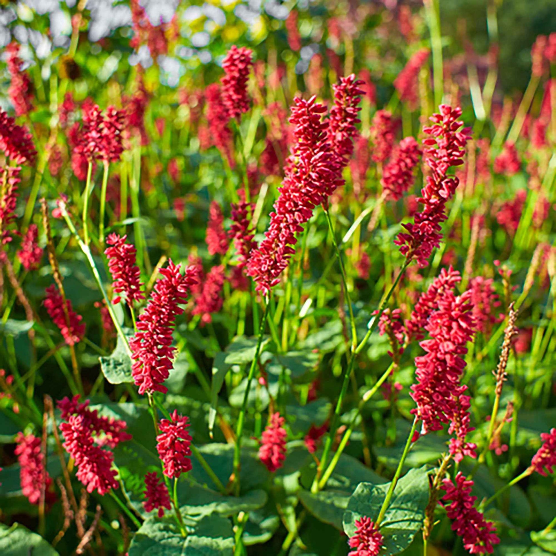 Duizendknoop Persicaria Dark Red Roze-Rood - Winterhard - Alle vaste tuinplanten