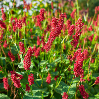 Duizendknoop Persicaria Dark Red Roze-Rood - Winterhard - Borderplanten