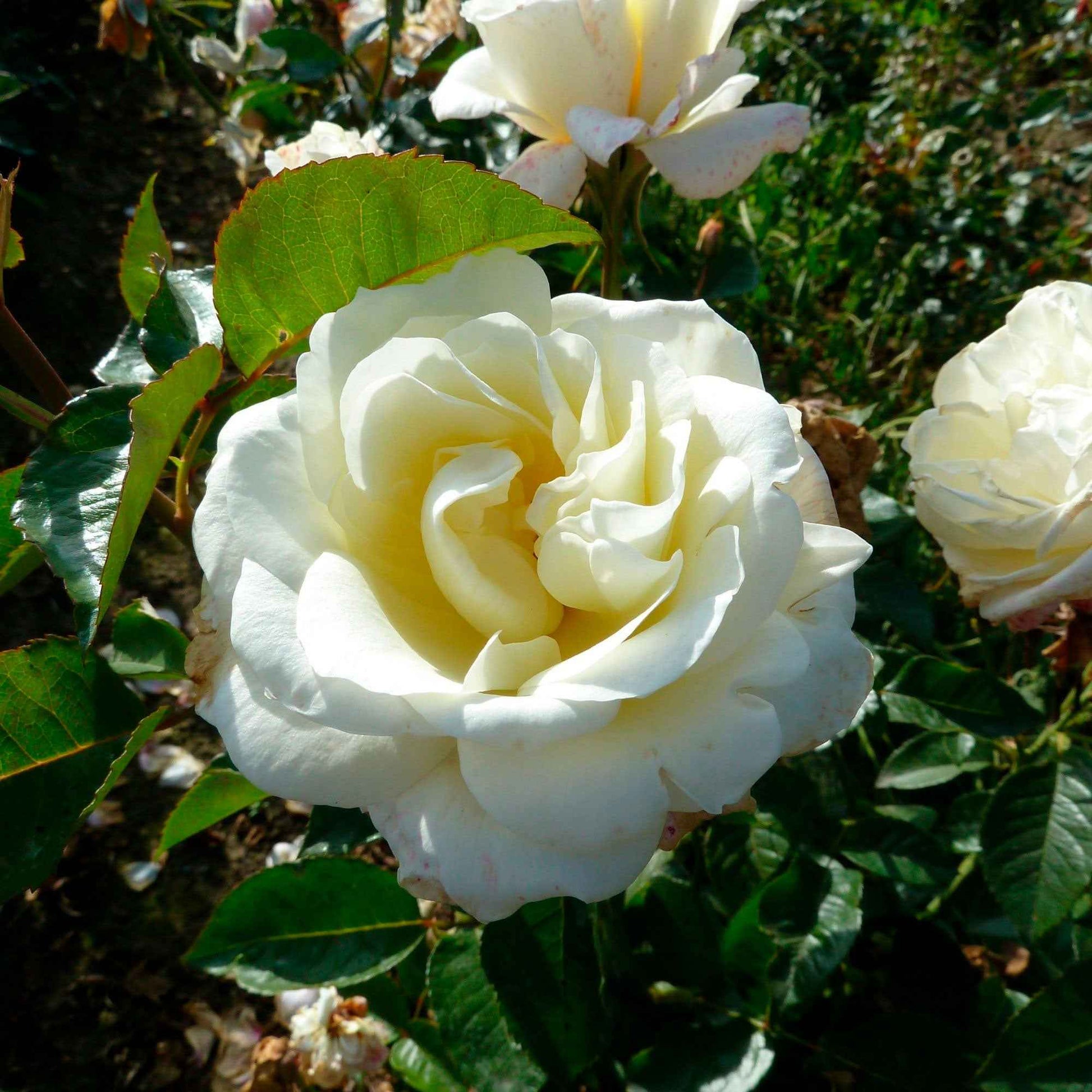 Grootbloemige roos Rosa True Love ® Wit - Bare rooted - Winterhard - Plant eigenschap