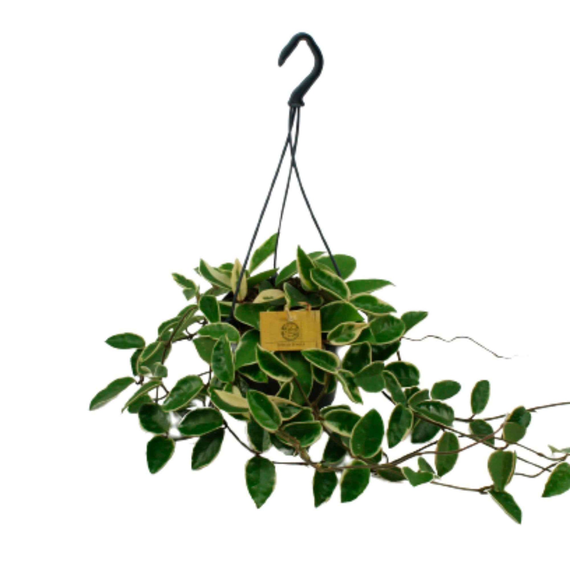 Wasbloem Hoya Krimson Queen - Hangplant - Groene kamerplanten