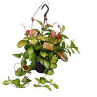 Hoya australis Lisa groen-geel incl. hangpot kunststof - Hangplant - Groene kamerplanten