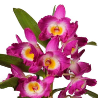 Orchidee Dendrobium Akatsuki Paars-Geel - Huiskamerplanten