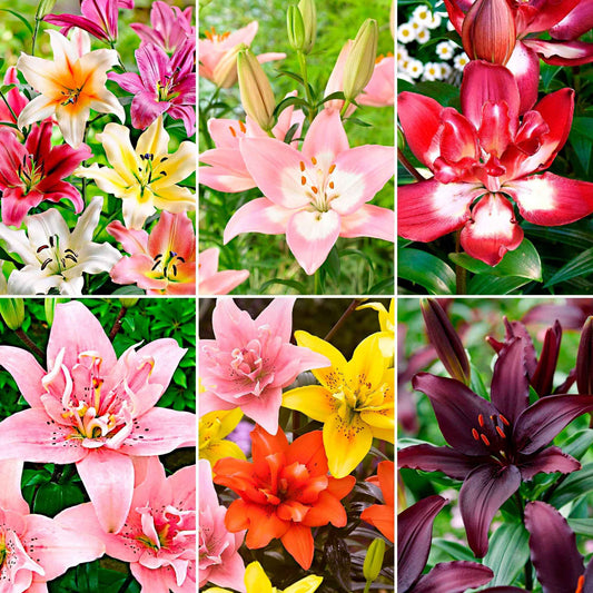 100+ Lelie Lilium Asian Lilies Gemengde kleuren - Alle bloembollen