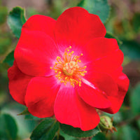 Roos Rosa Amulet Mella ® Rood - Winterhard - Plantsoort