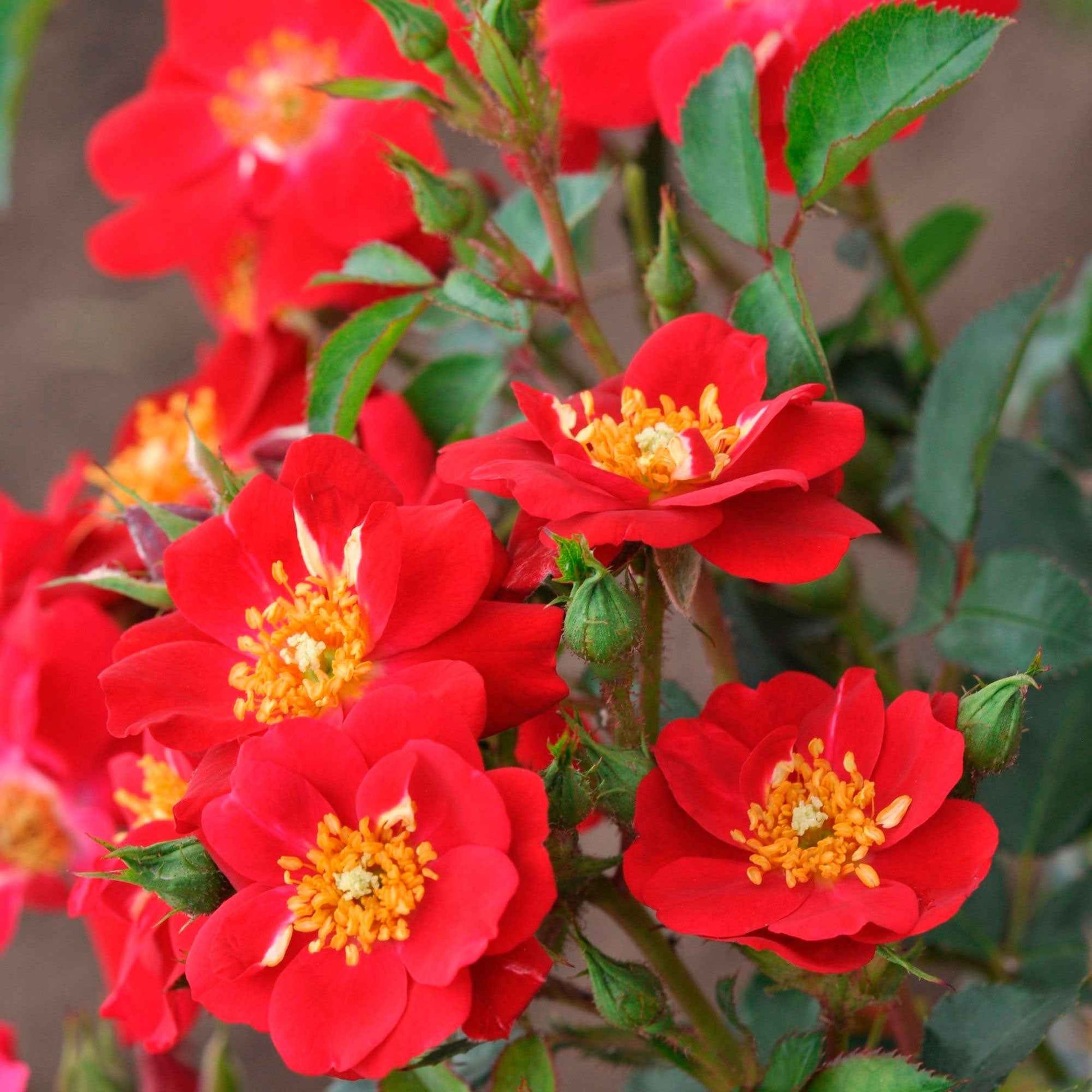 Roos Rosa Amulet Mella ® Rood - Winterhard - Plant eigenschap