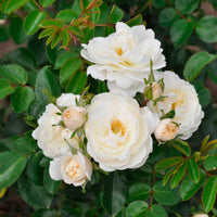 Roos Rosa Crystal Mella ® Wit - Winterhard - Plant eigenschap