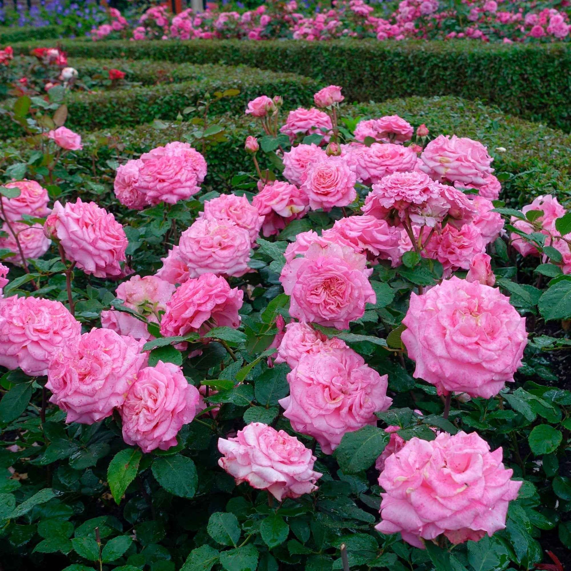Grootbloemige roos Rosa Romina ® Roze - Winterhard - Nieuw outdoor