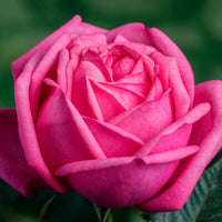 Grootbloemige roos Rosa Romina ® Roze - Winterhard - Plant eigenschap
