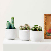 3x Cactus Spiky Beauties mix - Alle makkelijke kamerplanten
