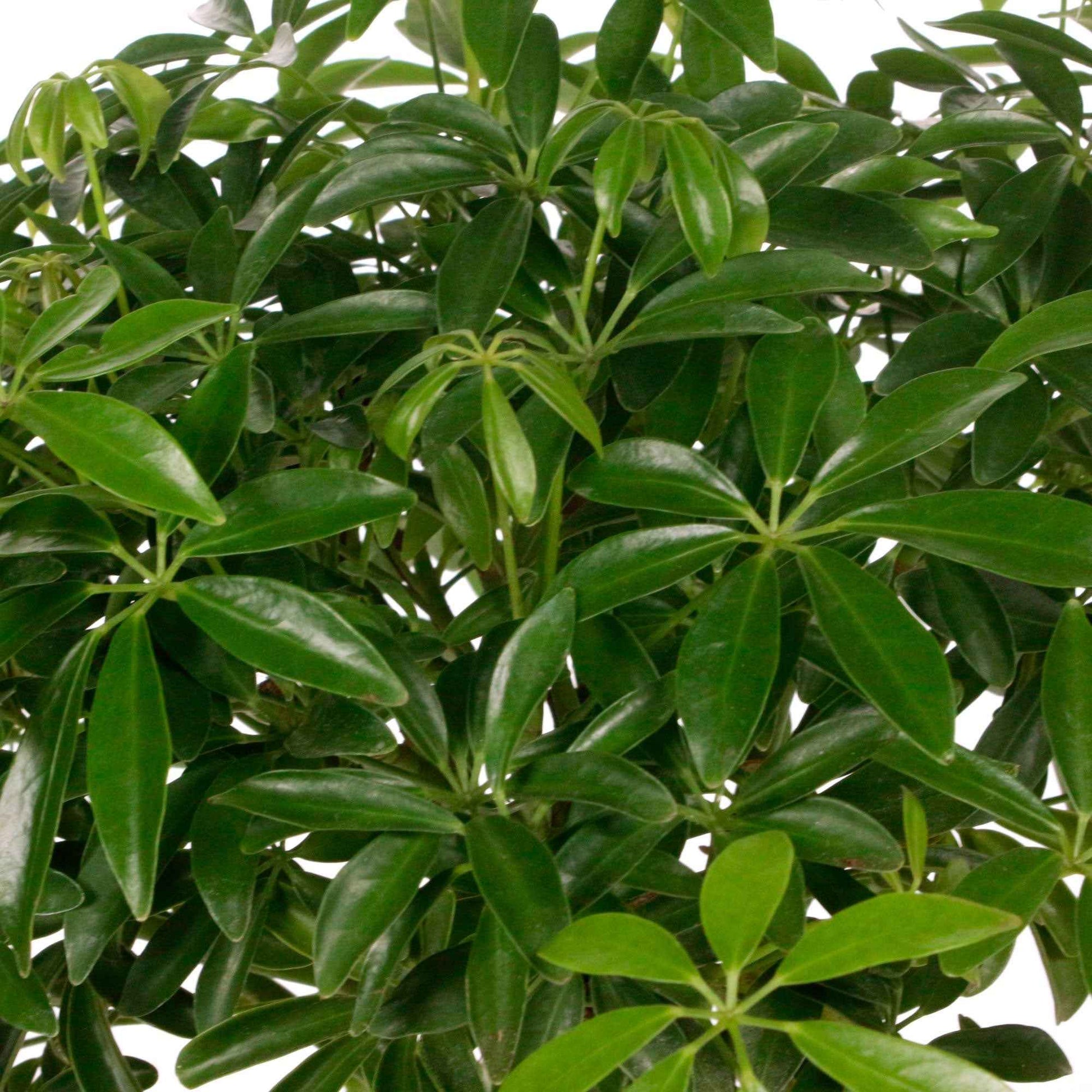 Vingerboom Schefflera luseana - Huiskamerplanten