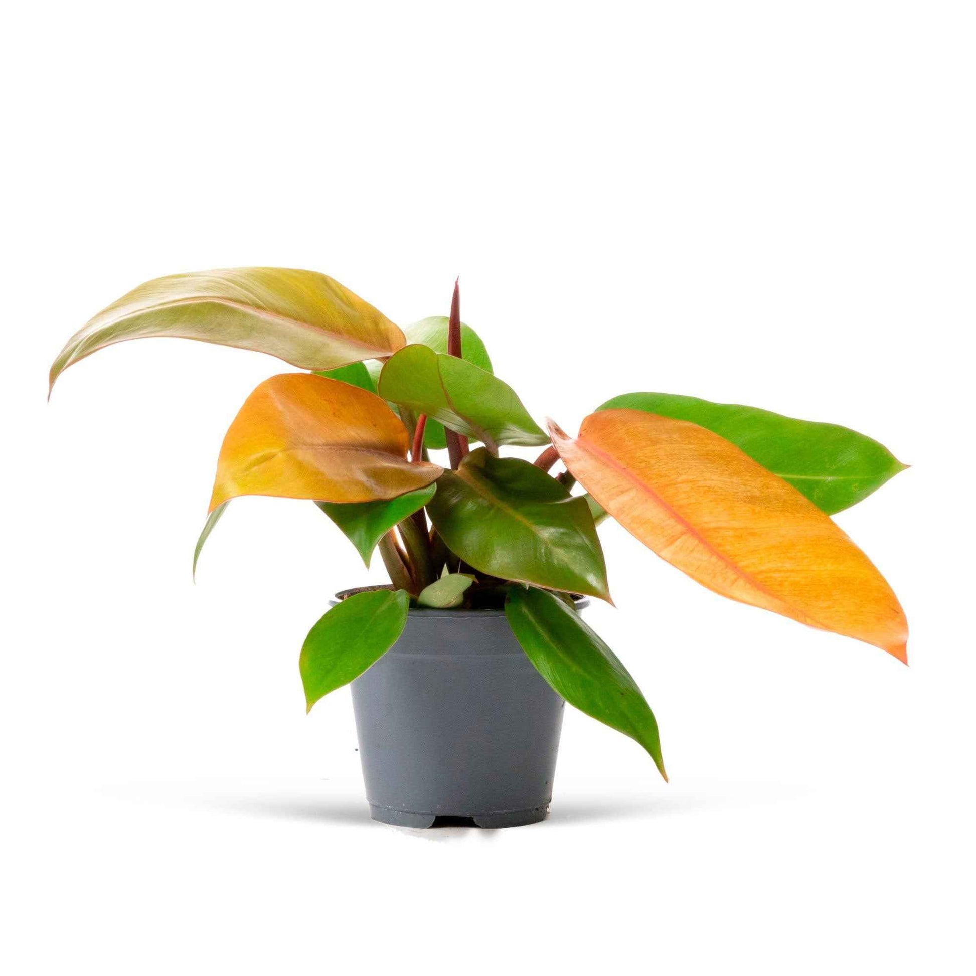 Philodendron Prince Of Orange - Alle makkelijke kamerplanten