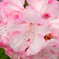 Rhododendron Kalinka Roze - Winterhard - Bloeiende struiken