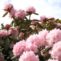 Rhododendron Kalinka Roze - Winterhard - Alle bloeiende tuinplanten