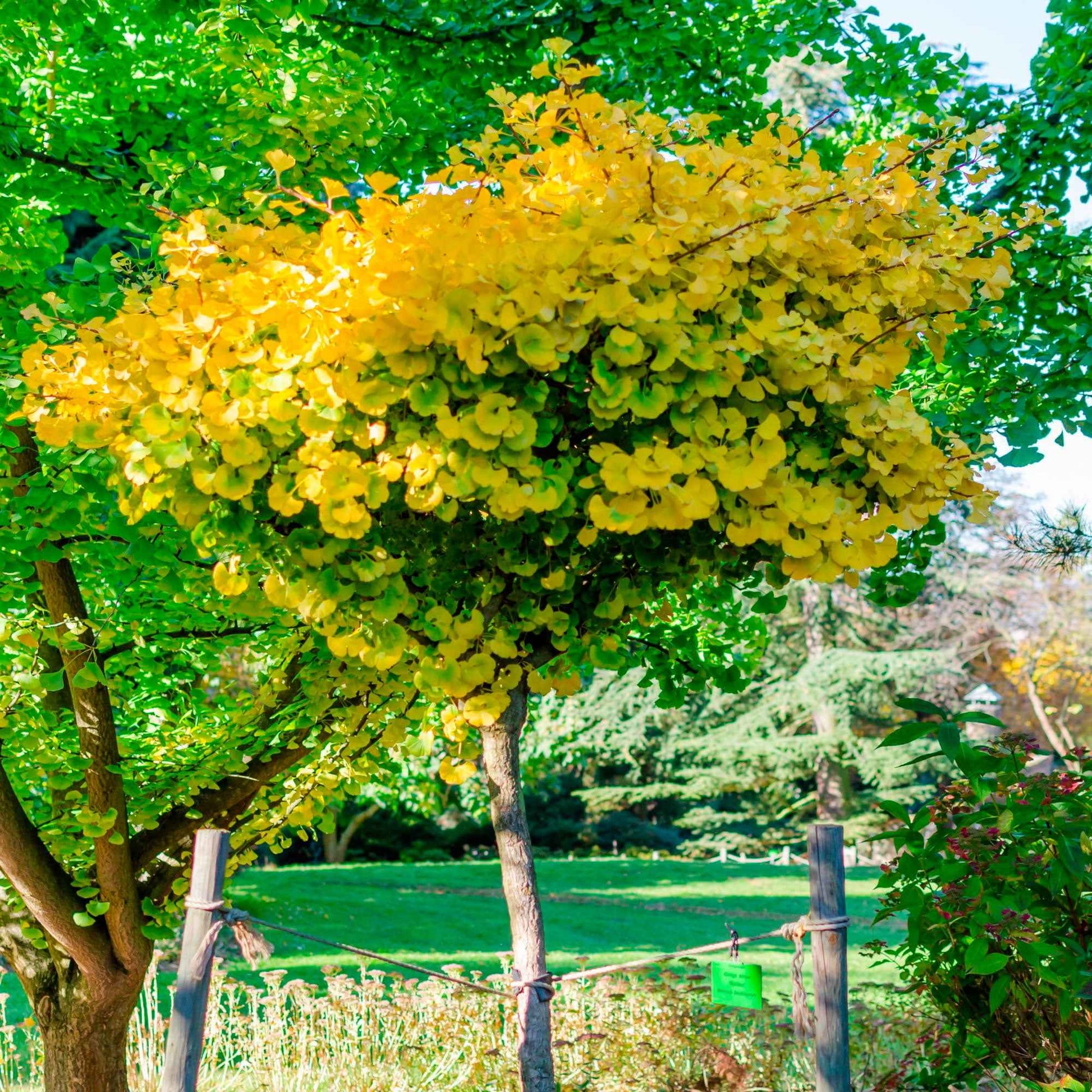 Japanse notenboom Ginkgo Mariken - Winterhard - Nieuw outdoor
