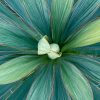 Palmlelie Yucca filamentosa Groen - Perkplanten