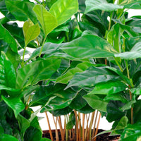 3x Koffieplant Coffea Nana - Huiskamerplanten