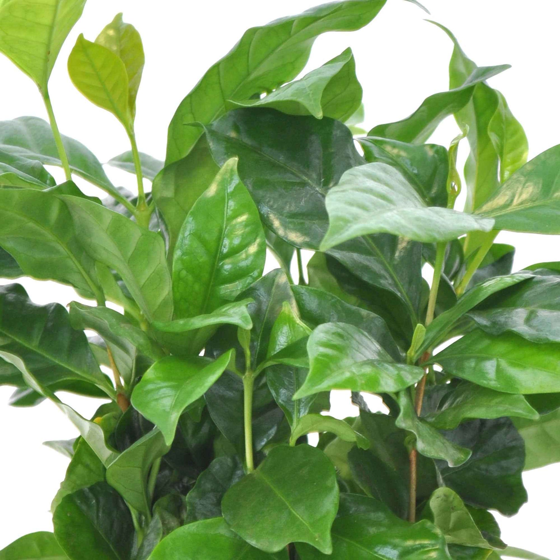 Koffieplant Coffea arabica incl. geurende sierpot - Groene kamerplanten