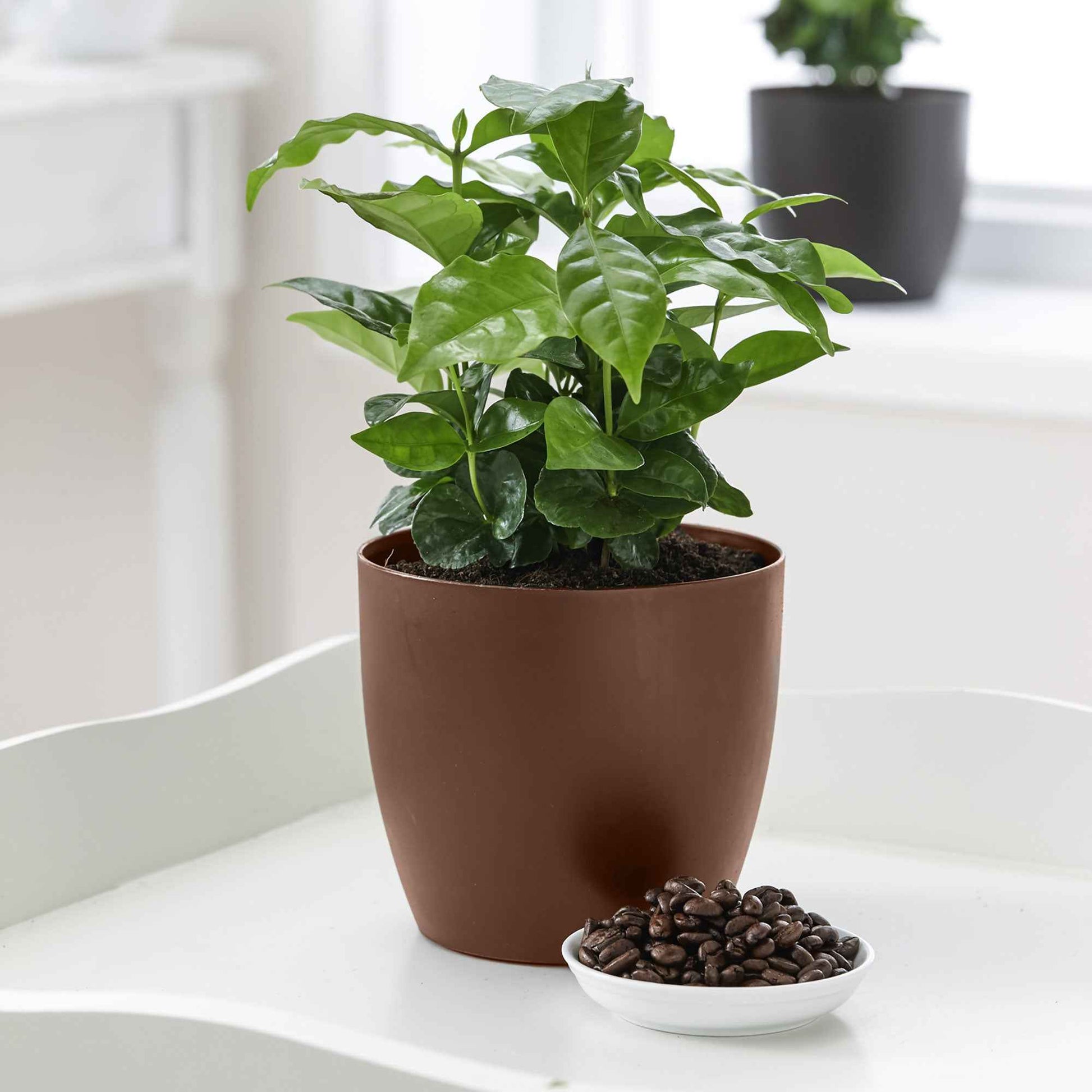 Koffieplant Coffea arabica incl. geurende sierpot - Binnenplanten in sierpot