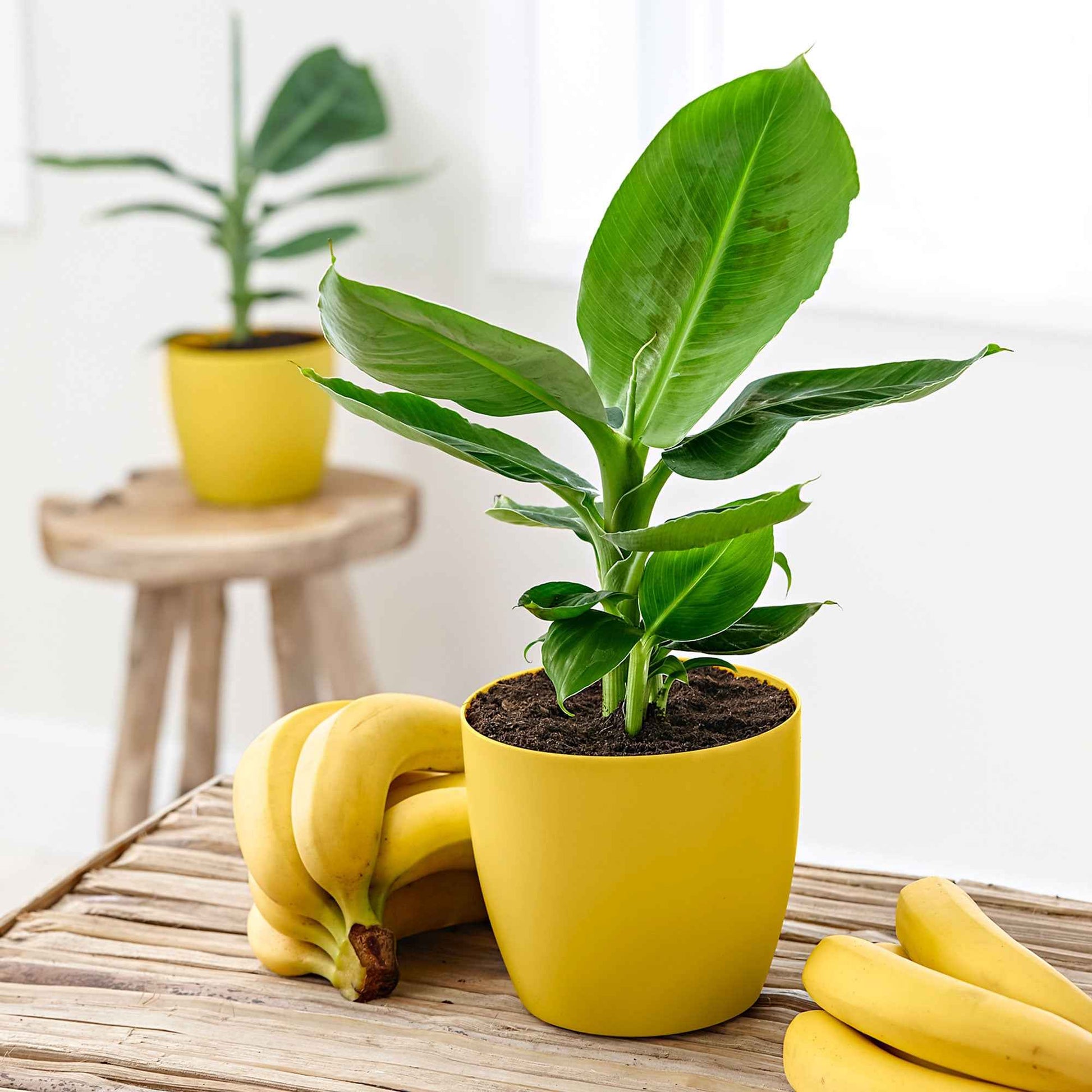 Bananenplant Musa Oriental Dwarf incl. geurende sierpot - Binnenplant in pot cadeau