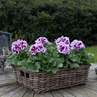 3x Franse geranium Pelargonium Patricia roze-paars - Bloeiende tuinplanten