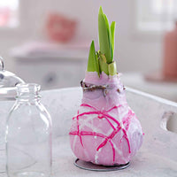 Wax Amaryllis Monet roze - Alle populaire bloembollen