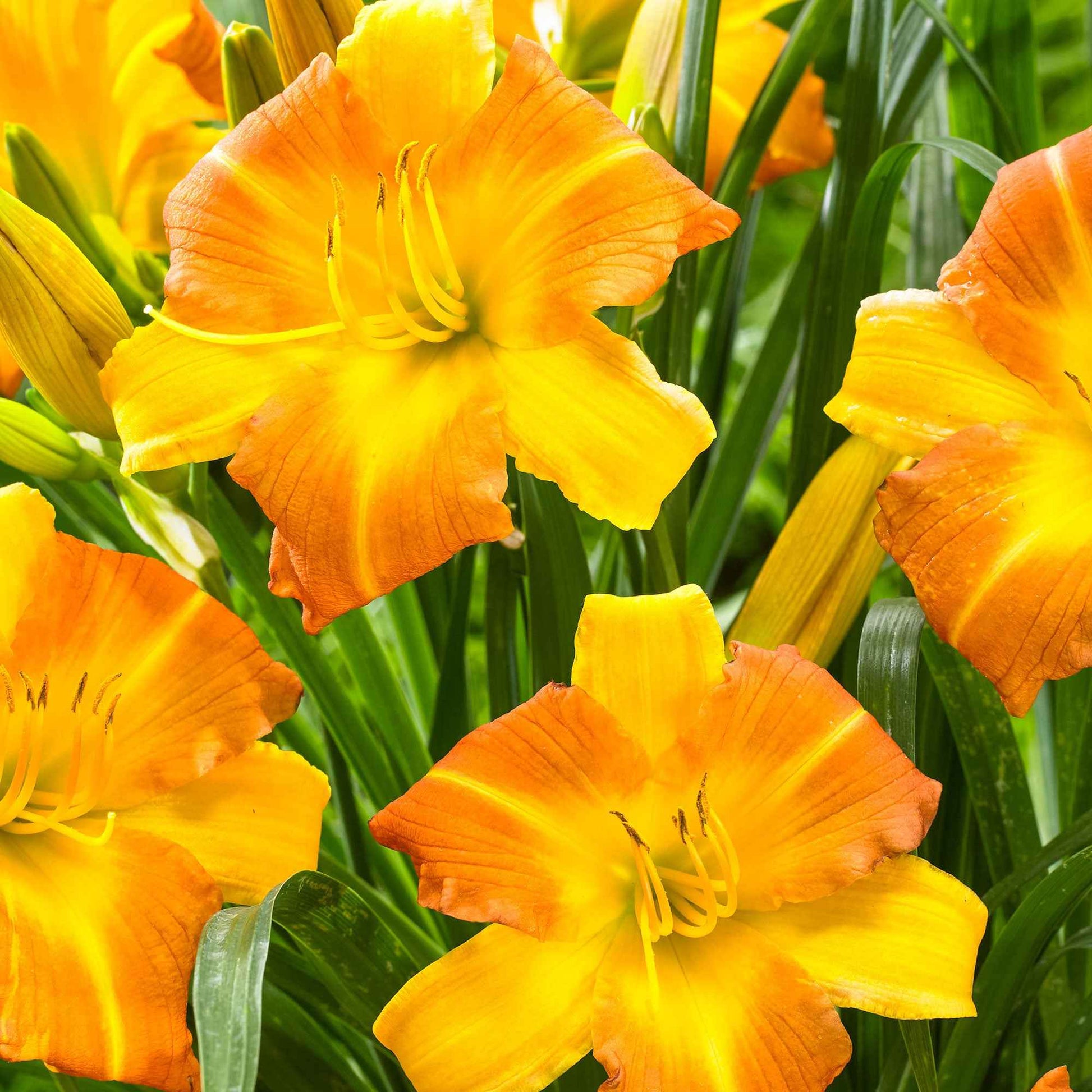Lelie Hemerocallis Punch Yellow geel-oranje - Bare rooted - Winterhard - Plant eigenschap
