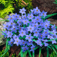 30x Voorjaarster Ipheion Jessie blauw - Alle bloembollen