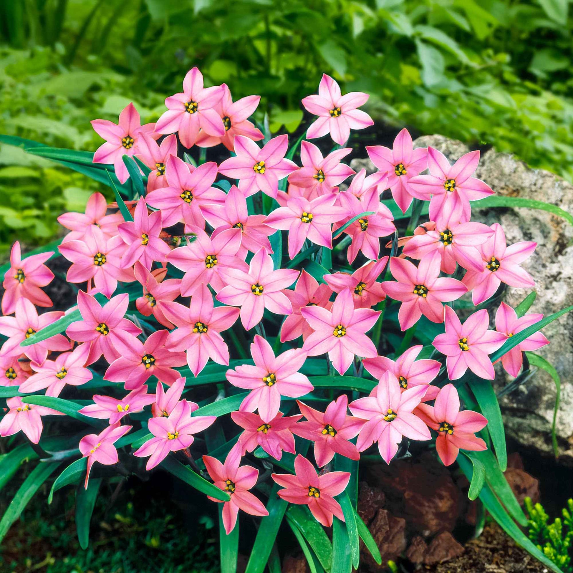 35x Voorjaarster Ipheion Charlotte Bishop roze - Plant eigenschap