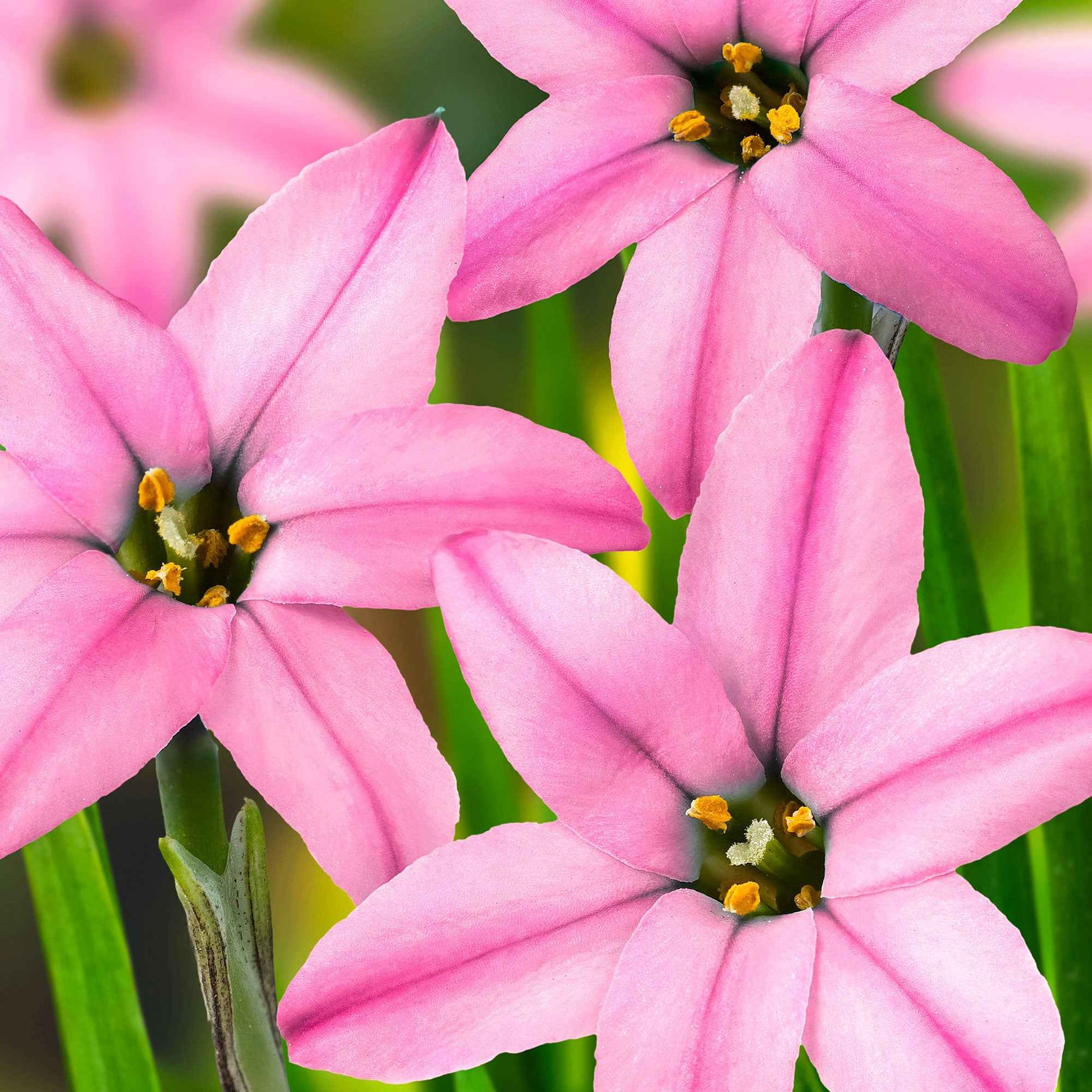 35x Voorjaarster Ipheion Charlotte Bishop roze - Meer bloembollen