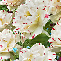 10x Dubbelbloemige tulpen Tulipa Danceline wit - Bloembollen