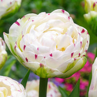 10x Dubbelbloemige tulpen Tulipa Danceline wit - Alle bloembollen
