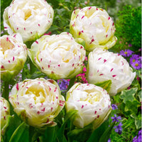 10x Dubbelbloemige tulpen Tulipa Danceline wit - Alle populaire bloembollen