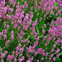 6x Lavendel Lavandula Loddon Pink roze - Winterhard - Groenblijvende tuinplanten