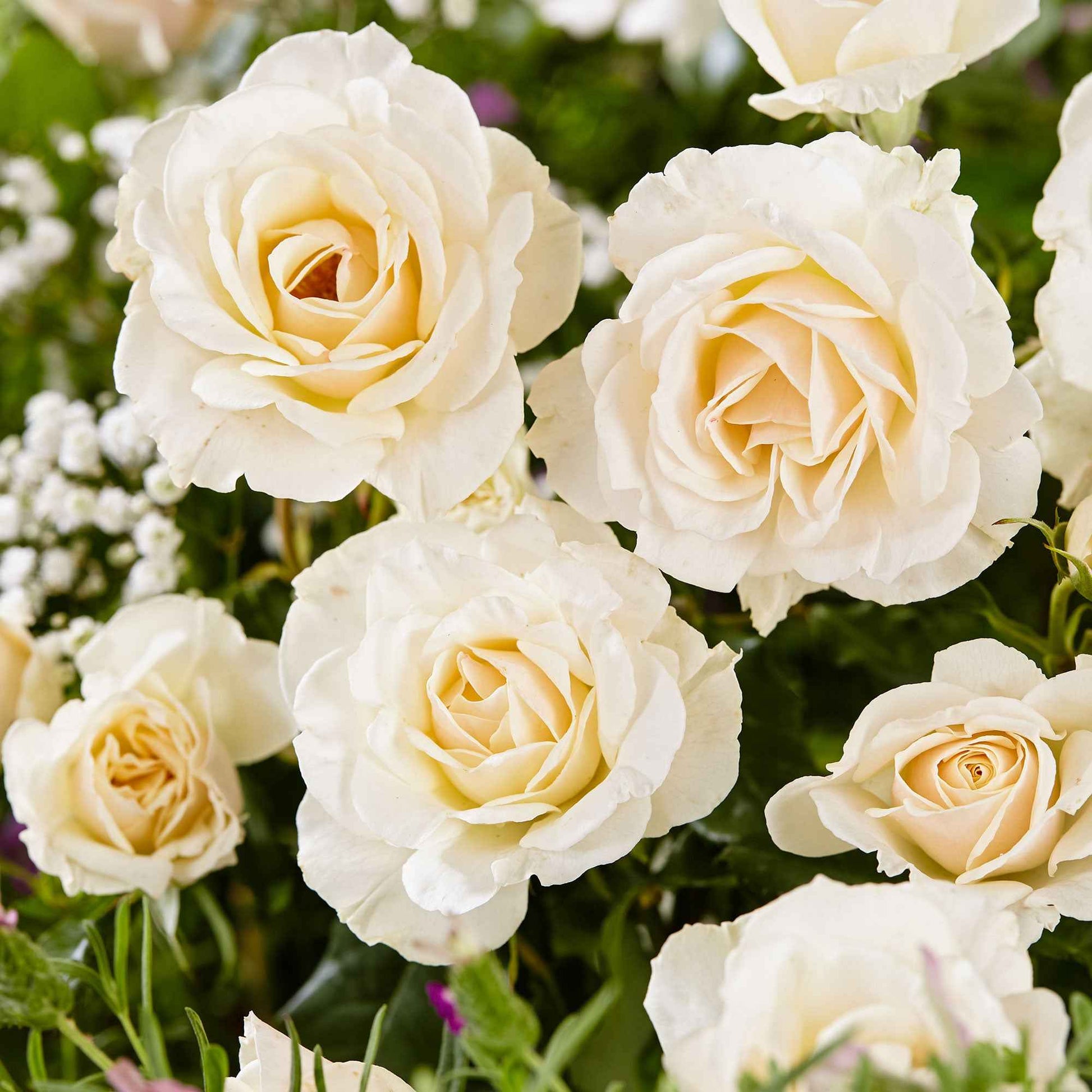 Grootbloemige roos Rosa True Love ® Wit - Bare rooted - Winterhard - Grootbloemige rozen