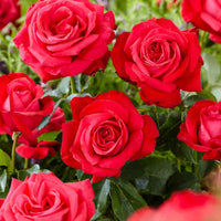 Grootbloemige roos Rosa Dame De Coeur ® Rood - Bare rooted - Winterhard - Nieuw outdoor