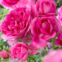 Trosroos Rosa Deutsche Welle roze - Bare rooted - Winterhard - Plant eigenschap